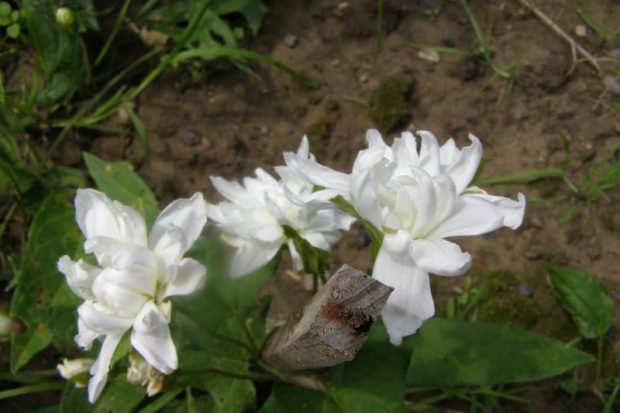 Mlode kwiaty kielisznika 9calystegia).