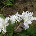 Mlode kwiaty kielisznika 9calystegia).