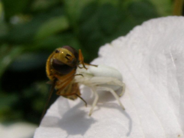 Pająk kwietnik - (misumena vatia), jest myśliwym i koniec bzyka.