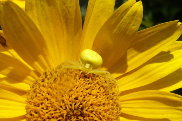 Pająk kwietnik (misumena vatia)