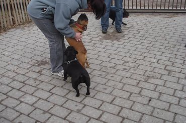 #BuldogFrancuski
