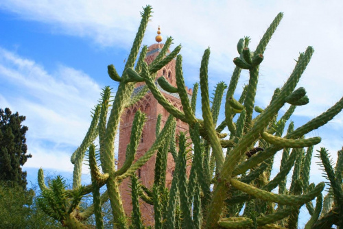 Marrakesz - Minaret Koutoubia ukryty za kaktusem #Marrakesz