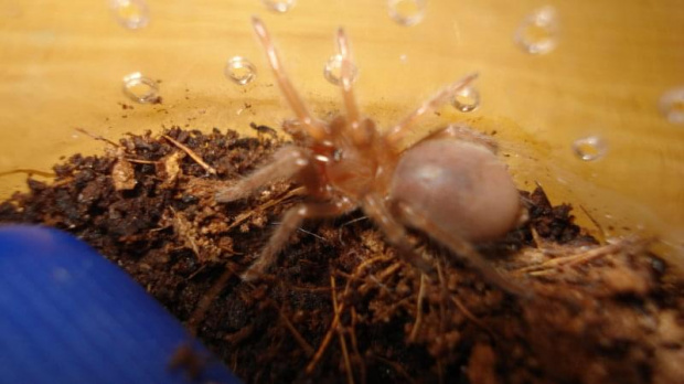 B.smithi L3/L4