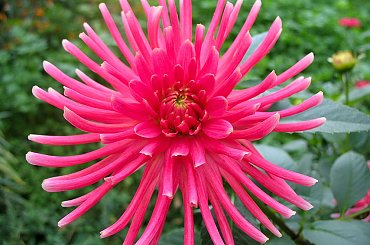 #kwiaty #dalie #ogród