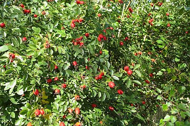 #las #krzewy #DzikaRóża #jesień