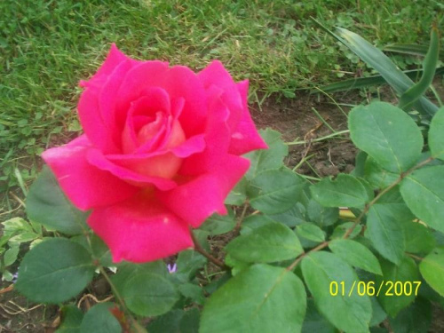 róże które kocham