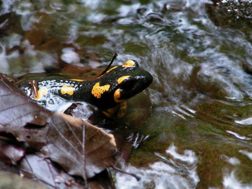 Salamandra na wycieczce po po strumyku w Wiśle Jaworniku