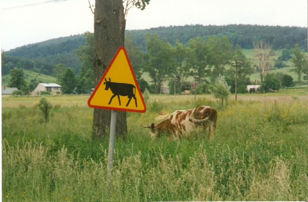 #Bieszczady #krowa