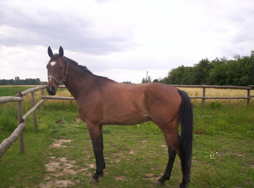 gigant #konik