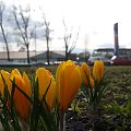 Do Wrocławia idzie wiosna! :) #krokus #tulipan #kwiat #wrocław #miasto #wiosna #pora #roku
