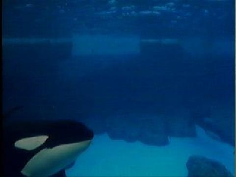 #orca #orkid #ulises #orka