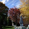 jesienny ogrod #jesien #BarwyJesieni #ogrod #drzewa #chmurki #niebo