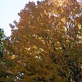 #jesien #drzewa #kolory #pzryroda