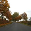 #jesień #droga #drzewa