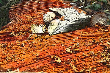 #jesień #trawa #pole #ŁąkaGrafikaKomputerowa #drzewo #las #pień