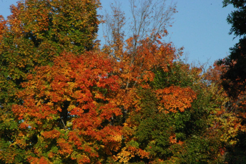 #drzewa #kolory #przyroda #jesien