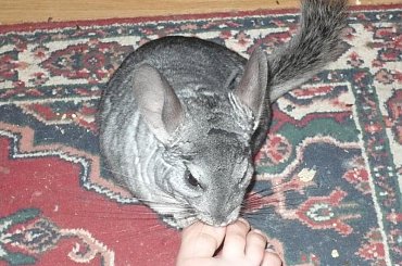 #Menda #szynszyl #ChinchillaLaniger #chinchilla #laniger #szynszyla #mała