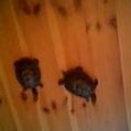 to są moje żółwiki.Czy ktoś wie jaki to gatunek?? #gady #żółwie #PomocWRozpoznaniuGatunku #pupilki #zwierzaczki