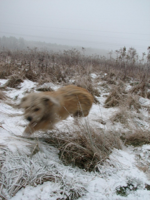 Tak, to mój niezwykle ruchliwy pies. #Zwierzęta #Psy #Pies #Zima