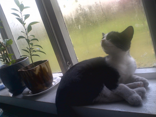 Mika #koty #KotyKulki