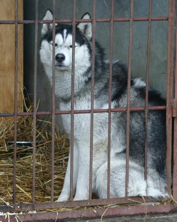 husky