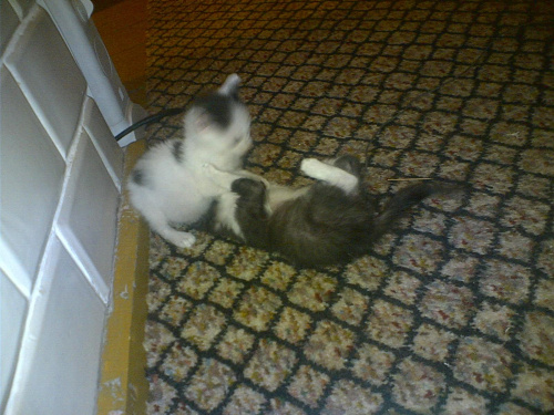 Bitwa Miki i Filipa #koty #KotyKulki