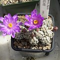 Mammillaria theresae