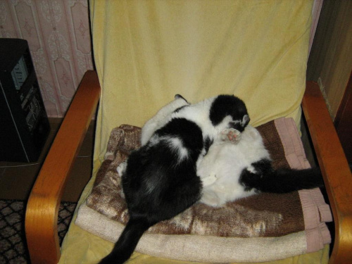 Walka Gwizdka z Filipem #koty #KotyKulki