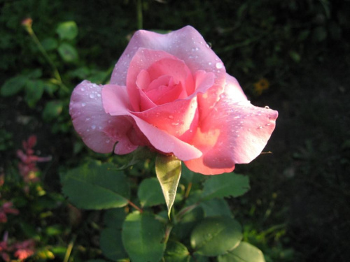 Różowa Róża :))
