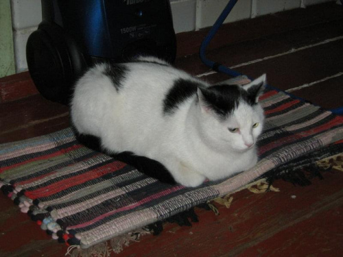 Filip na dywaniku #koty #KotyKulki