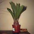 cycas z IKEA