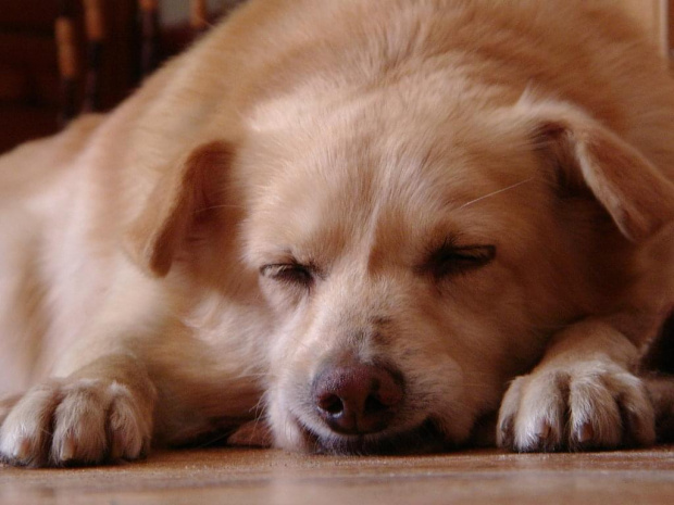 #pies #psy #zwierzę #sen #odpoczynek