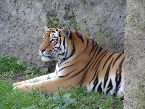 #tygrys #kot #zwierzę #zoo