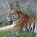 #tygrys #kot #zwierzę #zoo
