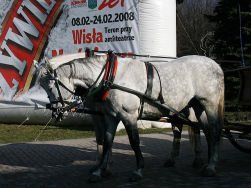 Wisła