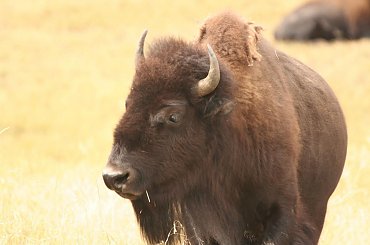 Work and Travel, work, travel, USA, Praca w USA, www.jobster.pl, Foster, Wakacje, Australia, #WorkAndTravel #work #travel #USA #PracaWUSA #Foster #Wakacje #Australia