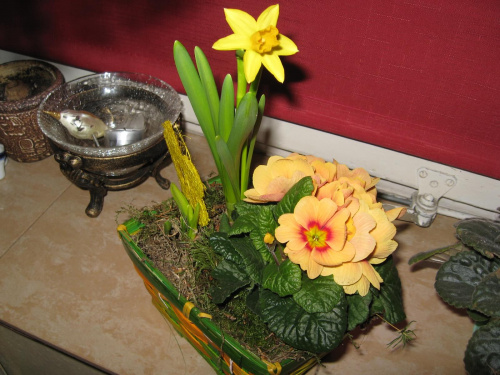 Zdjęcie zrobiłem w domu, kupionym niedawno aparatem. Proszę o opinie o zdjęciu i oceny:) #kwiat #żonkil #prymulka #dom