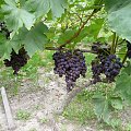 moje winogronka kodrianka to grono mialo 2,60kg