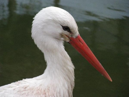 ZOO WROCŁAW ANTROPKA #ZOO