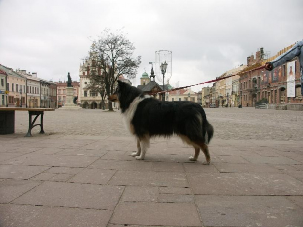 Preeminent Line ASPECT OF LOVE, owczarek szkocki collie, na starówce w Reszowie