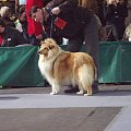 Owczarek szkocki collie