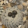 Turbinicarpus valdezianus