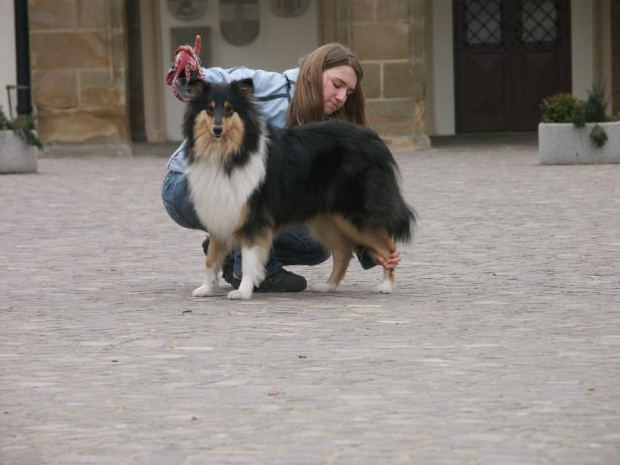 Preeminent Line ASPECT OF LOVE, owczarek szkocki collie, na starówce w Reszowie