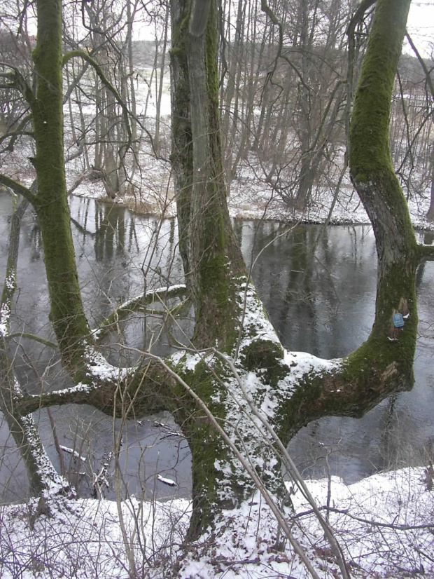 BRZEGIEM BRDY DO GOŁABKA
17.02.08r.