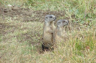 #dolomity #owady #kwiaty #świstak