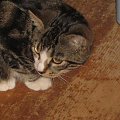 MAX I NATASZA - KOTY GRUBSKICH #MAXINATASZAKOTKOTYGRUBSCY