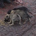 4 suki + 1 pies + 13 szczeniaków + 1 szczeniaczek martwy = psia rodzina w potrzebie
