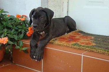 nikogo nie wpuszcze :P #DogNiemiecki #villain