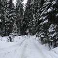 Leśna droga w Murzasichle #lesne #dukty #zima #tatry #podhale #spacery #śnieg
