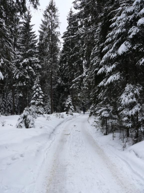 Leśna droga w Murzasichle #lesne #dukty #zima #tatry #podhale #spacery #śnieg
